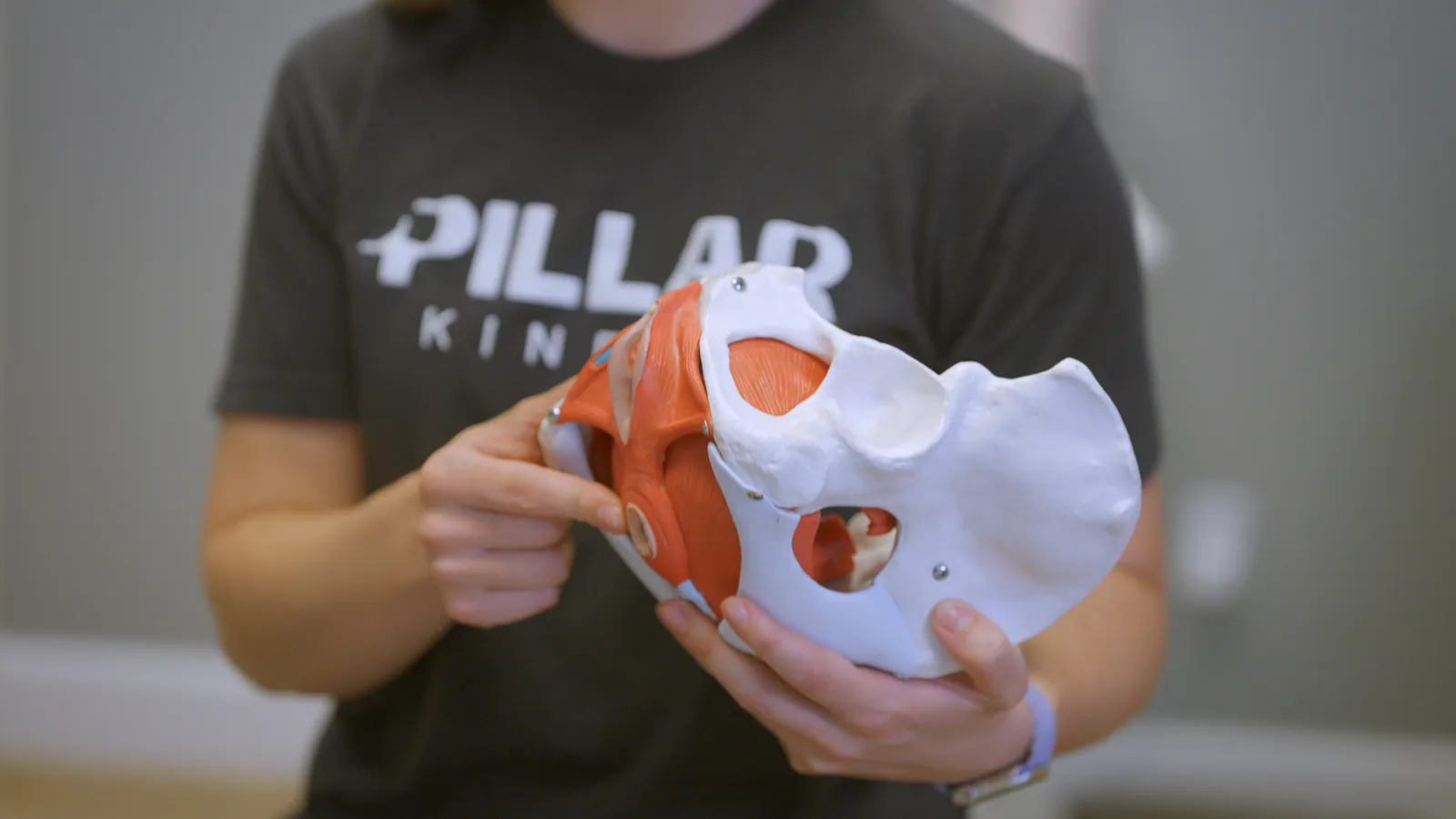 A physical therapist holding a model of the pelvis and its muscles